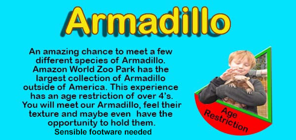 Meet the Armadillo