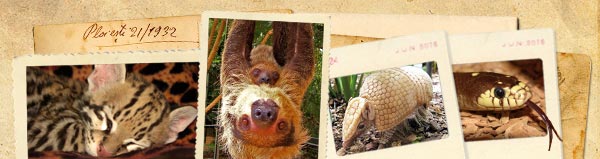 amazon world zoo park isle of wight tourist attraction