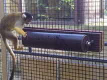 squirrel monkey