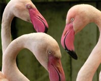 amazon zoo flamingos