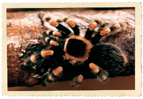 turantula