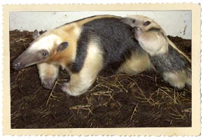 Tamandua Anteater