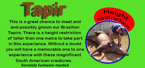 Meet the Tapirs